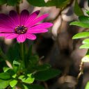 Purple Flowers with Open Petals  screen for extension Chrome web store in OffiDocs Chromium