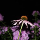 Purple flowers with yellow powder  screen for extension Chrome web store in OffiDocs Chromium