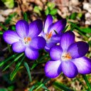 Purple Flowers with Yellow Stamens  screen for extension Chrome web store in OffiDocs Chromium
