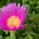 Purple flower with many petals  screen for extension Chrome web store in OffiDocs Chromium