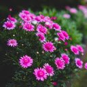 Purple flower with purple pistil  screen for extension Chrome web store in OffiDocs Chromium