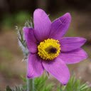 Purple flower with yellow pistil  screen for extension Chrome web store in OffiDocs Chromium