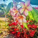 Purple frangipani flower  screen for extension Chrome web store in OffiDocs Chromium