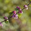 Purple fruit branches  screen for extension Chrome web store in OffiDocs Chromium