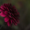 Purple gerbera  screen for extension Chrome web store in OffiDocs Chromium