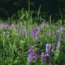 purple grass  screen for extension Chrome web store in OffiDocs Chromium