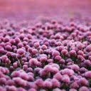 Purple heart flower garden  screen for extension Chrome web store in OffiDocs Chromium