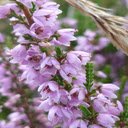 Purple heather wallpaper  screen for extension Chrome web store in OffiDocs Chromium