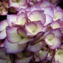 Purple Hydrangea  screen for extension Chrome web store in OffiDocs Chromium
