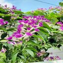 purple jasmine wallpaper  screen for extension Chrome web store in OffiDocs Chromium