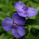 Purple jasmine wallpaper  screen for extension Chrome web store in OffiDocs Chromium