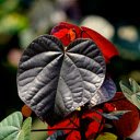 Purple leaf heart  screen for extension Chrome web store in OffiDocs Chromium