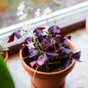 Purple leaves and white flowers  screen for extension Chrome web store in OffiDocs Chromium