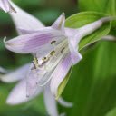 Purple lilies  screen for extension Chrome web store in OffiDocs Chromium