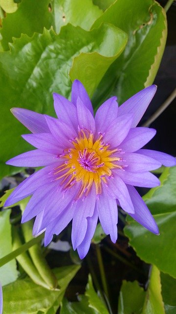 Unduh gratis Purple Lotus - foto atau gambar gratis untuk diedit dengan editor gambar online GIMP