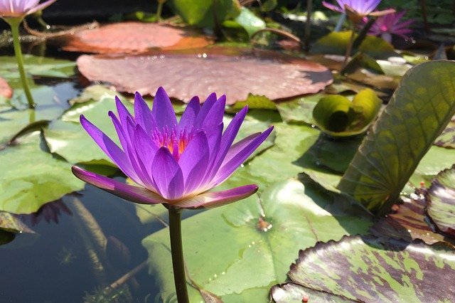 Free download purple magenta lotus flower flower free picture to be edited with GIMP free online image editor