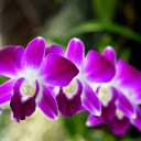 Purple Orchid Branch  screen for extension Chrome web store in OffiDocs Chromium