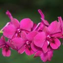 Purple orchid branches  screen for extension Chrome web store in OffiDocs Chromium