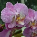 purple orchids and raindrops  screen for extension Chrome web store in OffiDocs Chromium