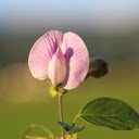 Purple Pea Flower  screen for extension Chrome web store in OffiDocs Chromium