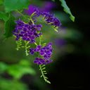 Purple Pearl Flower Wallpaper  screen for extension Chrome web store in OffiDocs Chromium