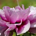 Purple Peony  screen for extension Chrome web store in OffiDocs Chromium