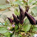 Purple pepper plant bears fruit  screen for extension Chrome web store in OffiDocs Chromium