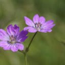Purple Petals  screen for extension Chrome web store in OffiDocs Chromium