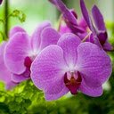 Purple Phalaenopsis Orchid Wallpaper  screen for extension Chrome web store in OffiDocs Chromium