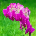 Purple Phalaenopsis Orchid Wallpaper  screen for extension Chrome web store in OffiDocs Chromium