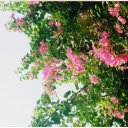 Purple pink bougainvillea  screen for extension Chrome web store in OffiDocs Chromium
