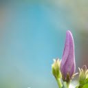purple pistil  screen for extension Chrome web store in OffiDocs Chromium