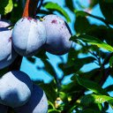 Purple plum  screen for extension Chrome web store in OffiDocs Chromium