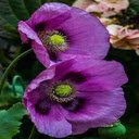 Purple Poppy Wallpaper  screen for extension Chrome web store in OffiDocs Chromium