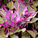 Purple potato vegetables  screen for extension Chrome web store in OffiDocs Chromium