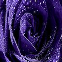 Pantalla Purple Rose para extensión Chrome web store en OffiDocs Chromium