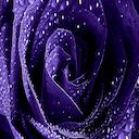 Tela Purple Rose para extensão da loja virtual do Chrome no OffiDocs Chromium