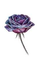 Free download Purple rose free photo or picture to be edited with GIMP online image editor