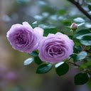 Purple rose wallpaper  screen for extension Chrome web store in OffiDocs Chromium