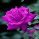 Purple Rose Wallpaper  screen for extension Chrome web store in OffiDocs Chromium
