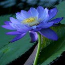 purple water lily wallpaper  screen for extension Chrome web store in OffiDocs Chromium