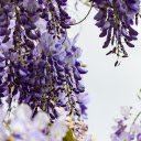 Purple white flowers  screen for extension Chrome web store in OffiDocs Chromium