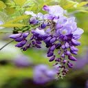 Purple Wisteria Wallpaper  screen for extension Chrome web store in OffiDocs Chromium