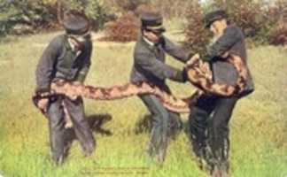 Free download Python In New York Zoo (1904) free photo or picture to be edited with GIMP online image editor