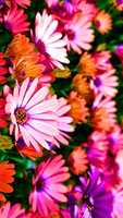 Free download Qmr Nise Flowers free photo or picture to be edited with GIMP online image editor