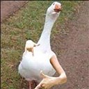 Quack Friend  screen for extension Chrome web store in OffiDocs Chromium