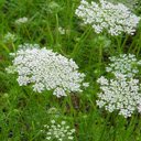 Queen Anne flower wallpaper  screen for extension Chrome web store in OffiDocs Chromium