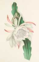 Free download Queen Of The Night Cactus (ca 1900) free photo or picture to be edited with GIMP online image editor