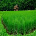 Quick Rice Purity New Tab  screen for extension Chrome web store in OffiDocs Chromium
