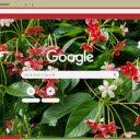 Quisqualis Indica  screen for extension Chrome web store in OffiDocs Chromium
